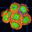 Oompa Loompa Zoas