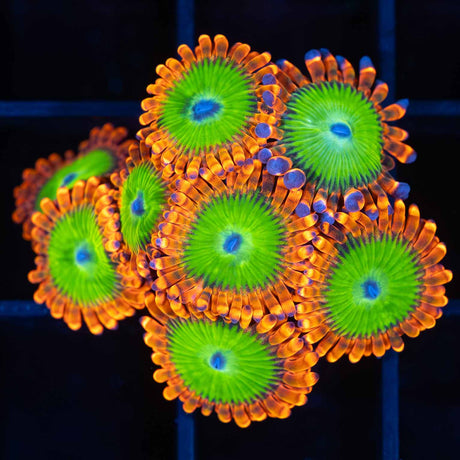 Oompa Loompa Zoas