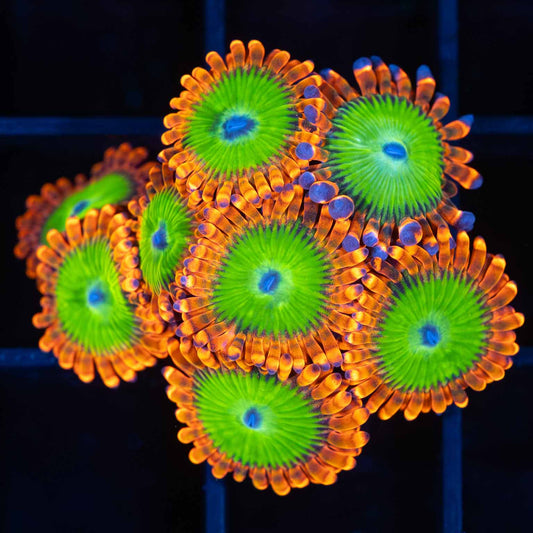 Electric Oompa Loompa Zoa (8 Polyp Colony)