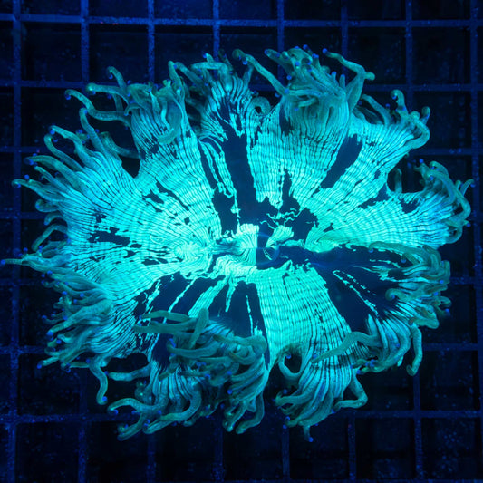 Teal Blue Tip Aussie Elegance Coral 4.5"