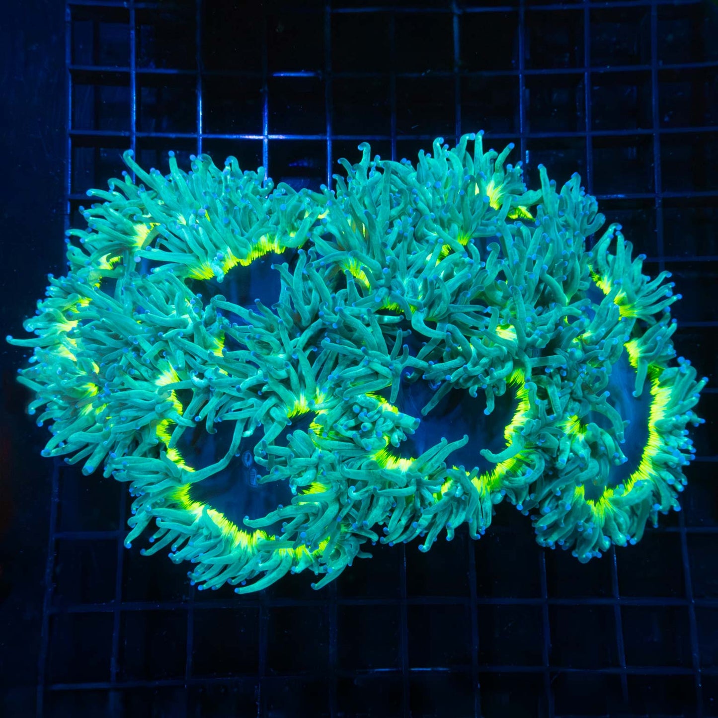 Highlighter Ring Elegance Coral 8"
