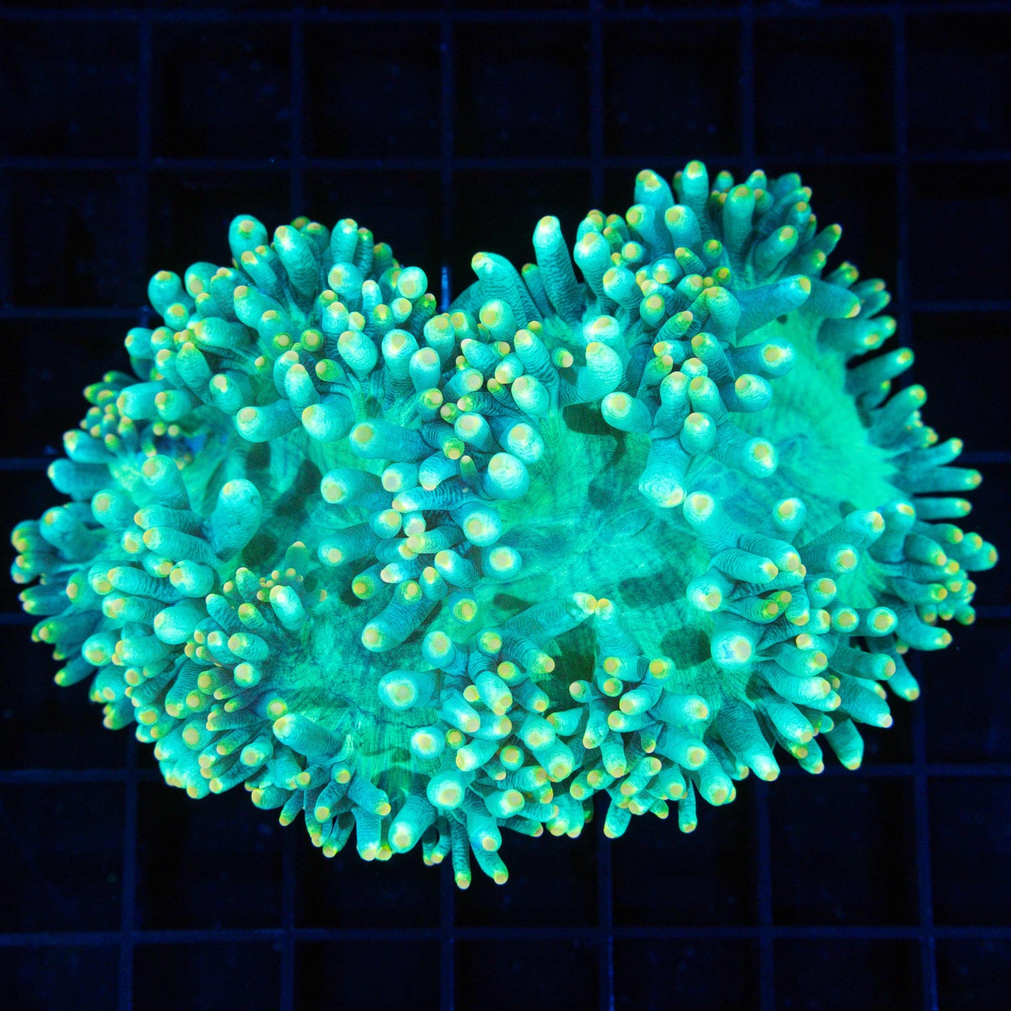 Orange Tip Teal Elegance 4"