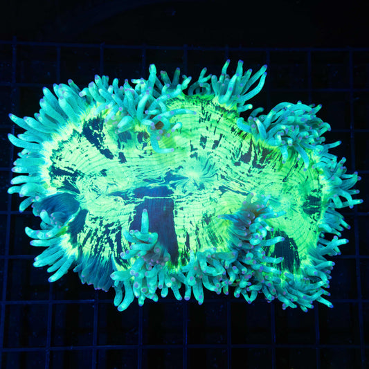 Pink Tip Teal Highlighter Elegance 5.5"