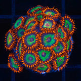 Emerald On Fire Zoa Colony