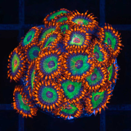 Emerald On Fire Zoa Colony