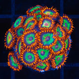 Emeralds On Fire Zoa