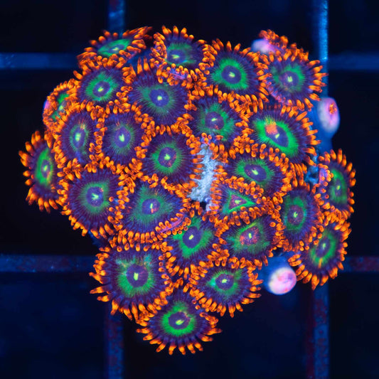 Emerald on Fire Zoa Colony (28 Polyps)