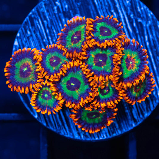 Emeralds on Fire Zoa Colony (11 polyps)