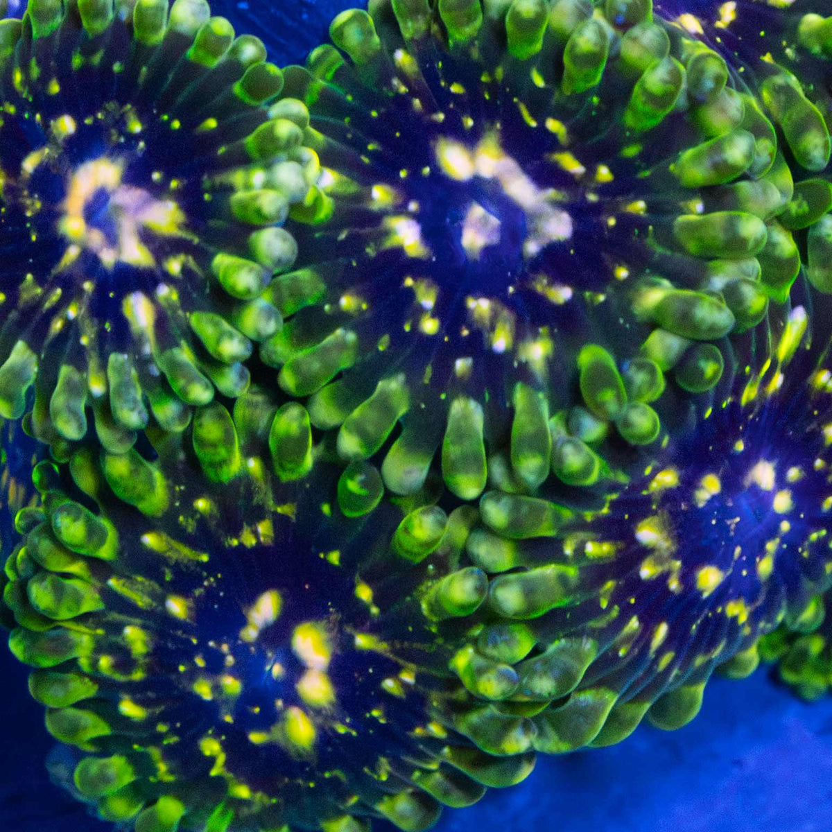 Exosphere Zoa Close Up