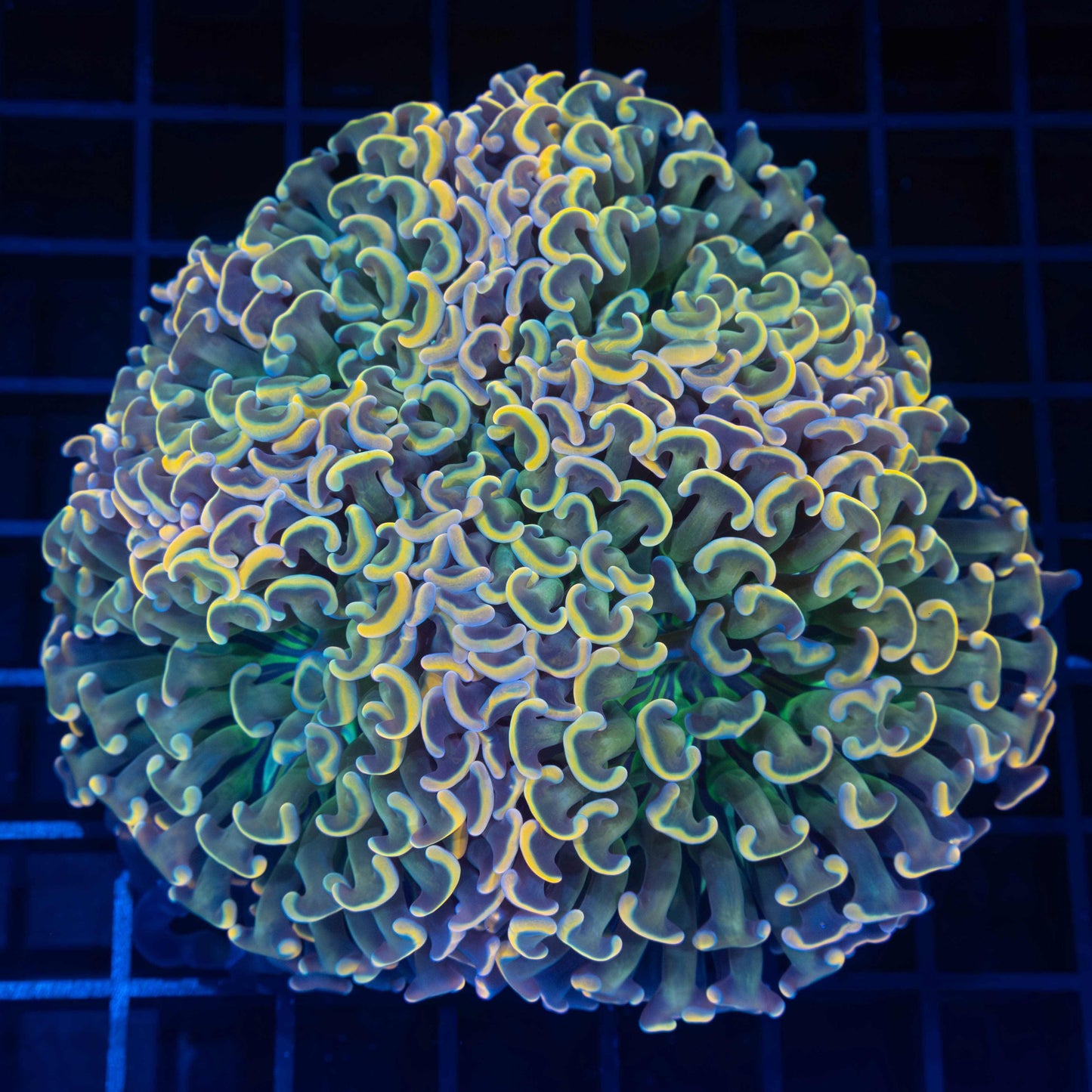 Incredible Rainbow Hammer Coral 4.25"
