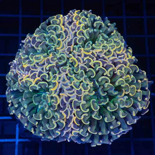 Incredible Rainbow Hammer Coral 4.25"