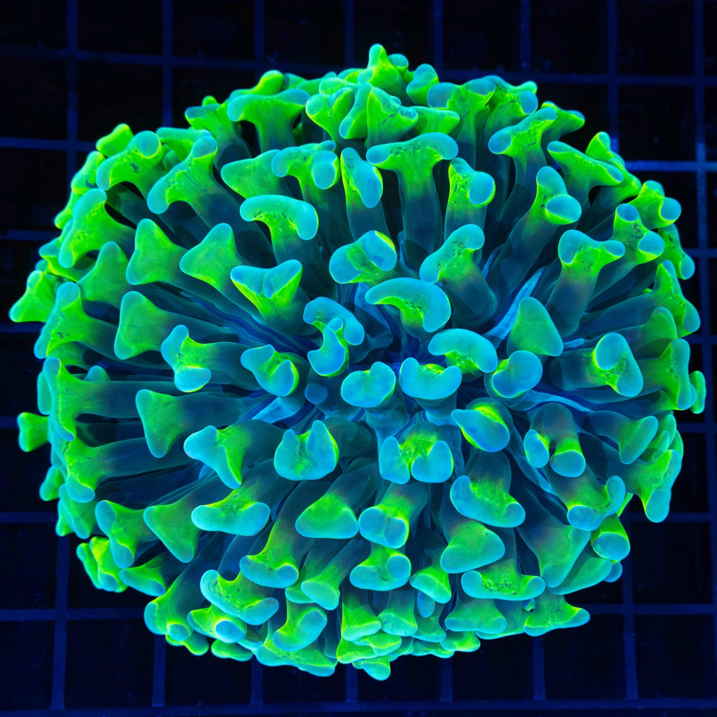 3 Color Fat Head Branching Hammer 4.5"