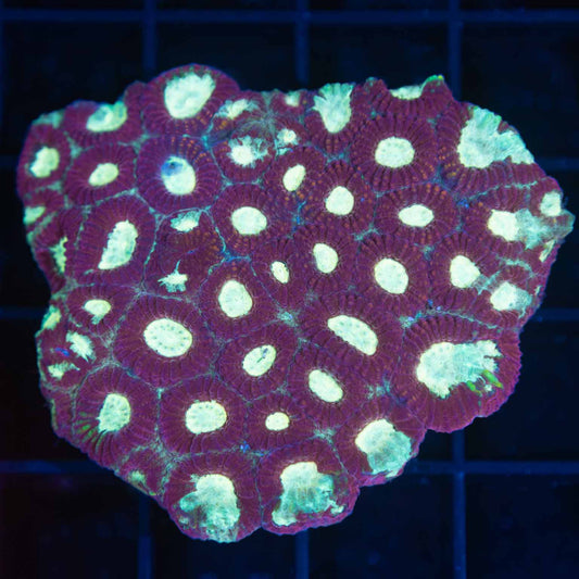 Red and Teal Favia Colony 2.25"