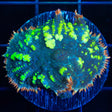 XL Fiesta Bounce Mushroom 1.5"