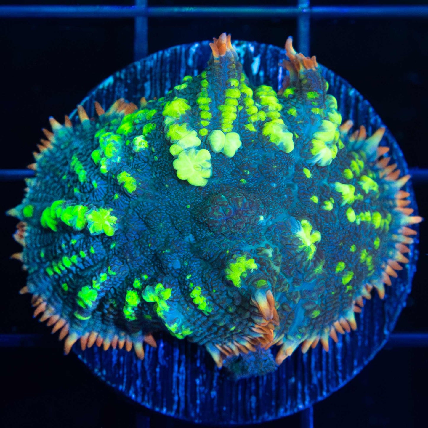 XL Fiesta Bounce Mushroom 1.5"