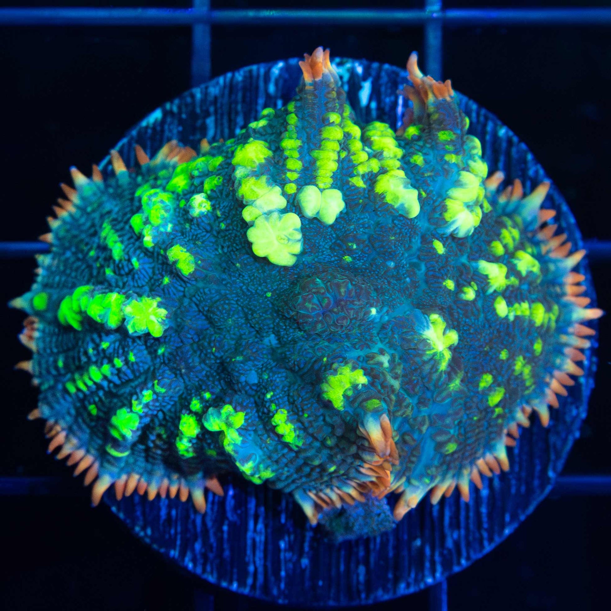 XL Fiesta Bounce Mushroom 1.5"