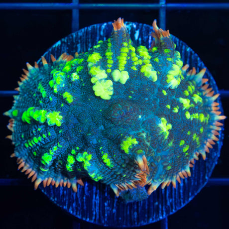 XL Fiesta Bounce Mushroom 1.5"
