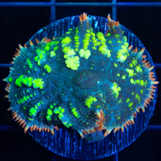 XL Fiesta Bounce Mushroom 1.5"