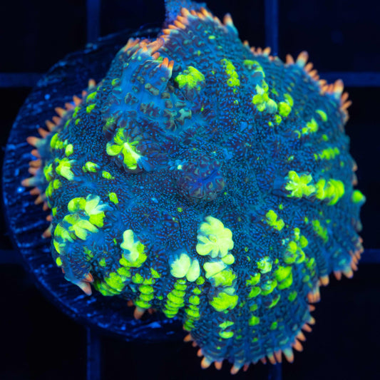 Large Fiesta Bounce Mushroom Coral