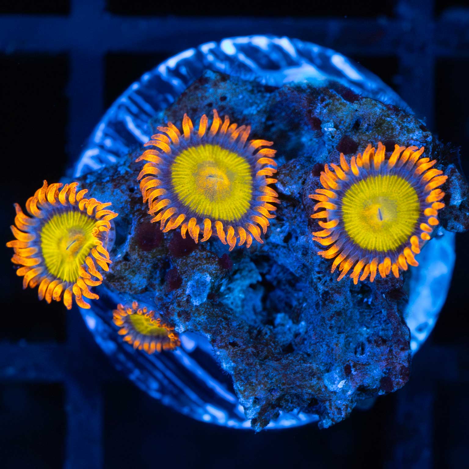 Ultra Zoa (4 polyps)