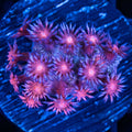 Glitter Goniopora Frag