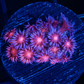 Glitter Goniopora Frag 2