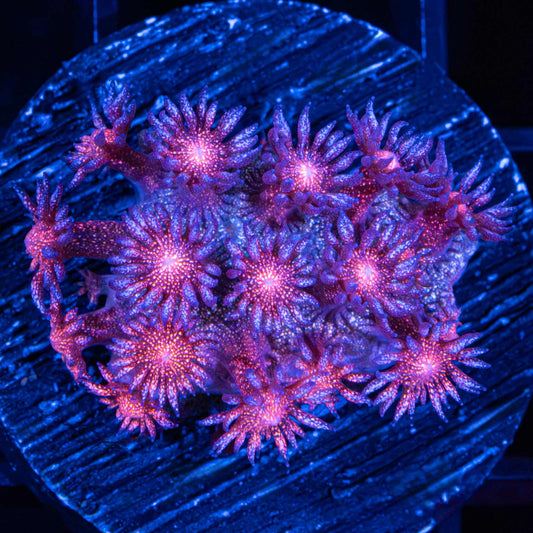 fire and ice glitter goniopora