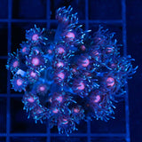 Fire & Ice Goniopora