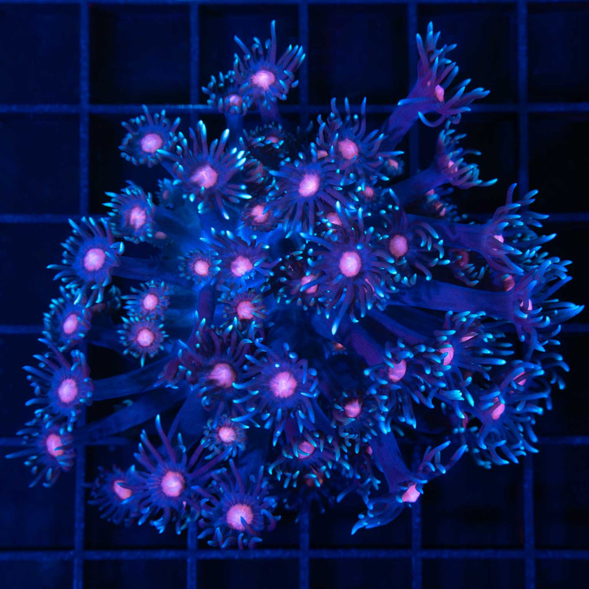 Fire & Ice Goniopora XL Frag