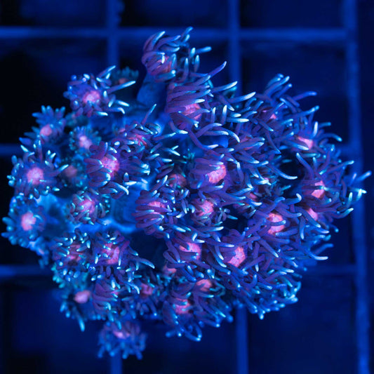 Fire and Ice Goniopora Large Frag