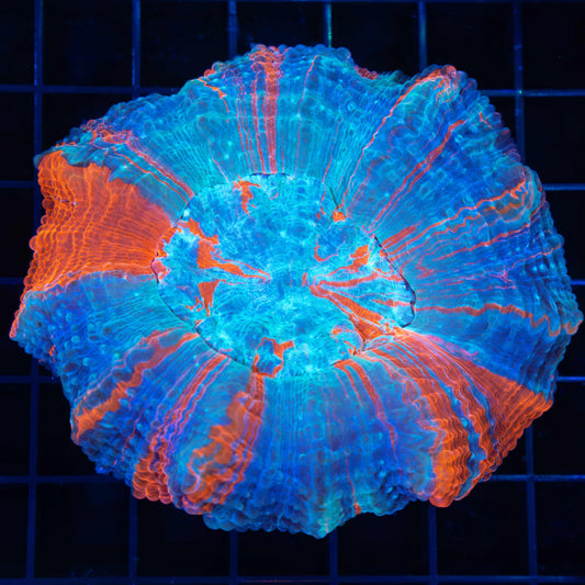 Fire and Ice Acanthophyllia 3.75"