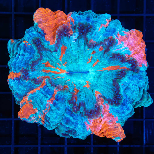 Fire and Ice Acanthophyllia 3.75"