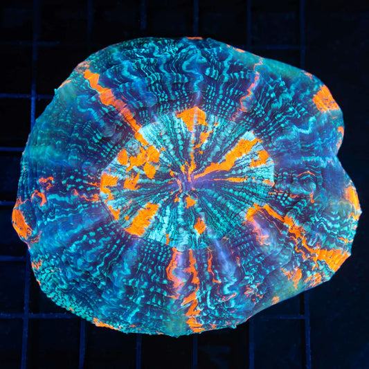 Fire and Ice Acanthophyllia 4.5"
