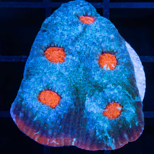 Fire and Ice Chalice (Large Frag)