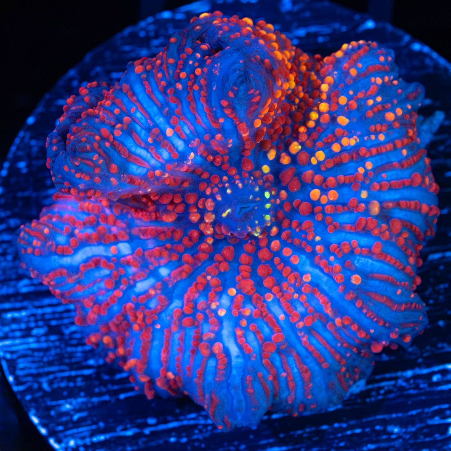 Fire Lines Mushroom Coral