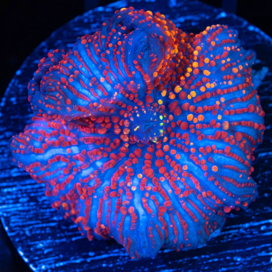 Fire Lines Mushroom Coral