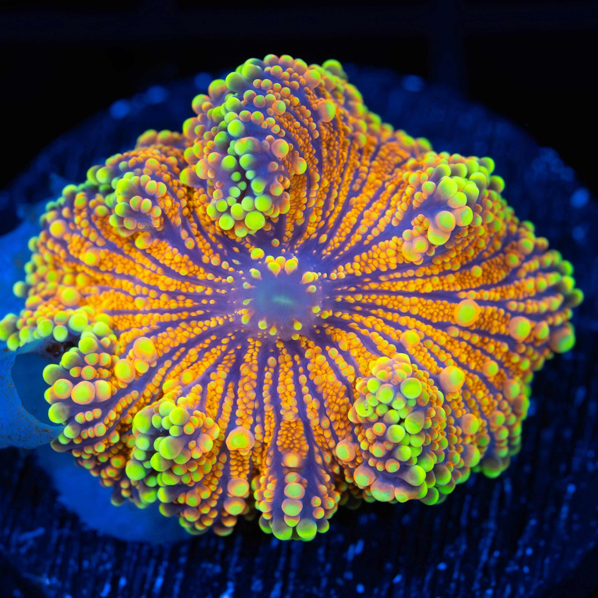 Flaming Banana Yuma (Bright!)