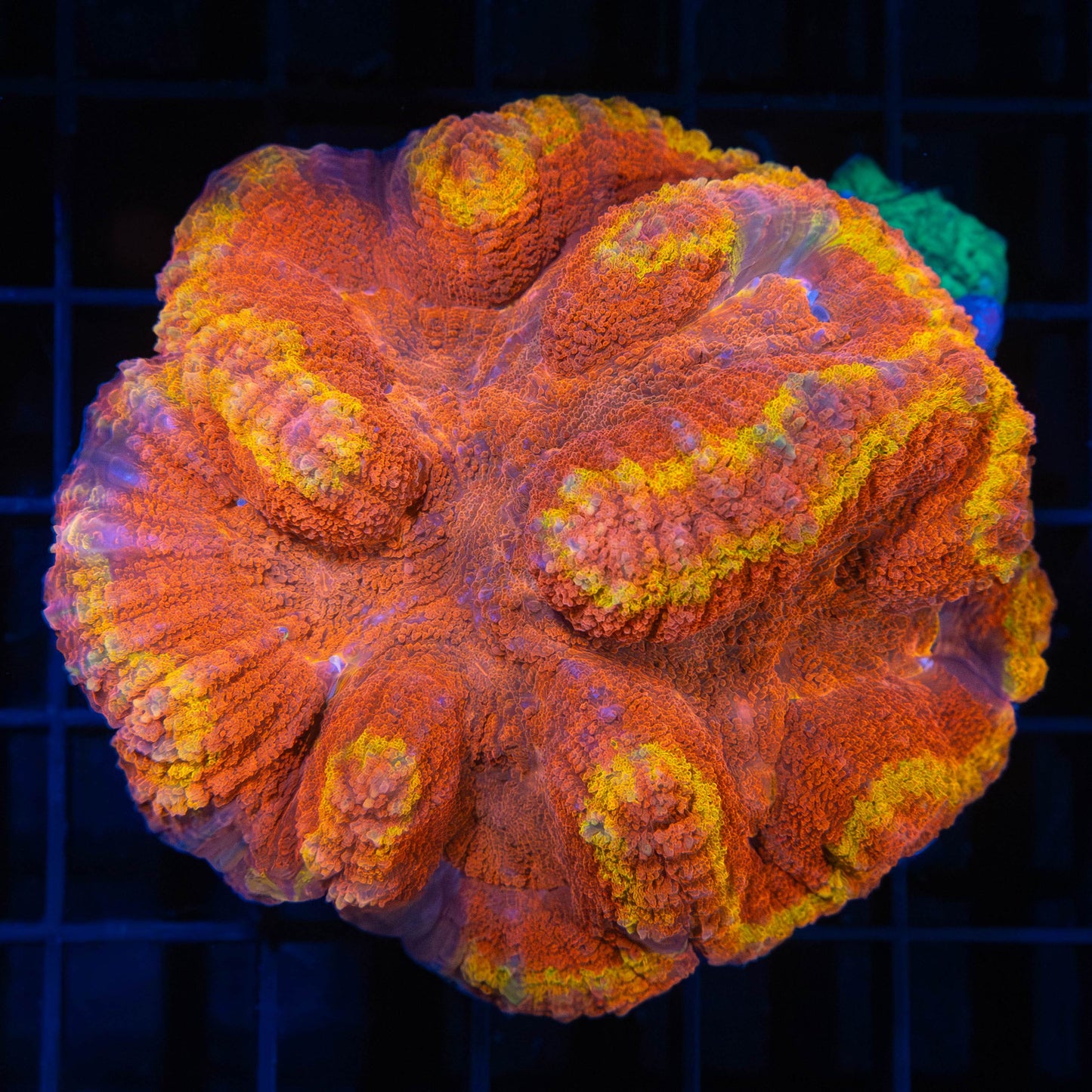 Flaming hot symphyllia 3"