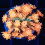 Flaming Orange Goniopora