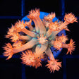 Flaming Orange Goniopora