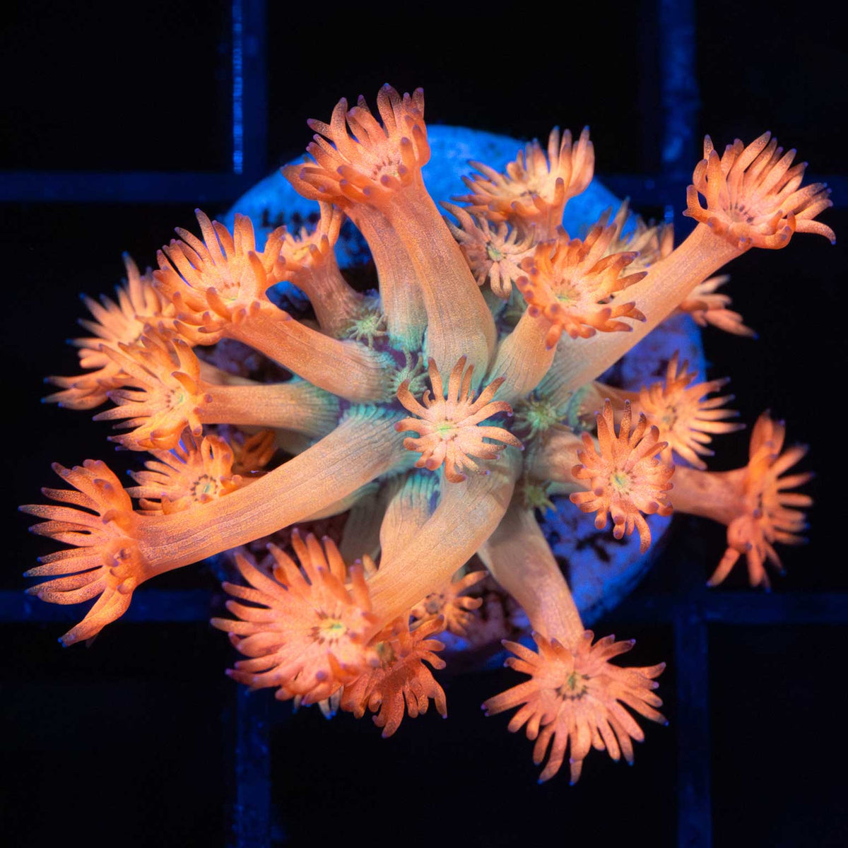 Flaming Orange Goniopora