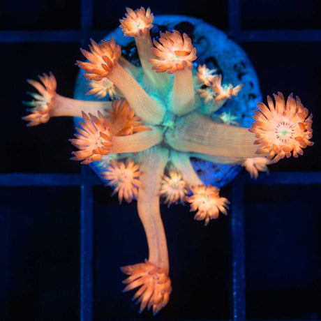 Flaming Orange Goniopora