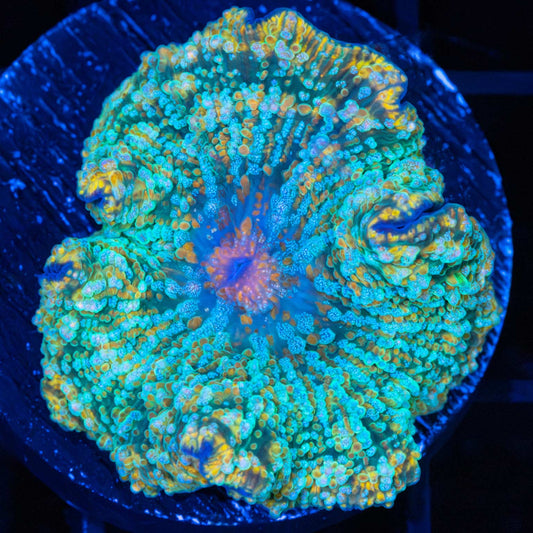 Freakmaster Mushroom Coral (Rare)