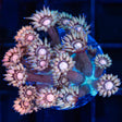 Peach and Teal Goniopora Coral