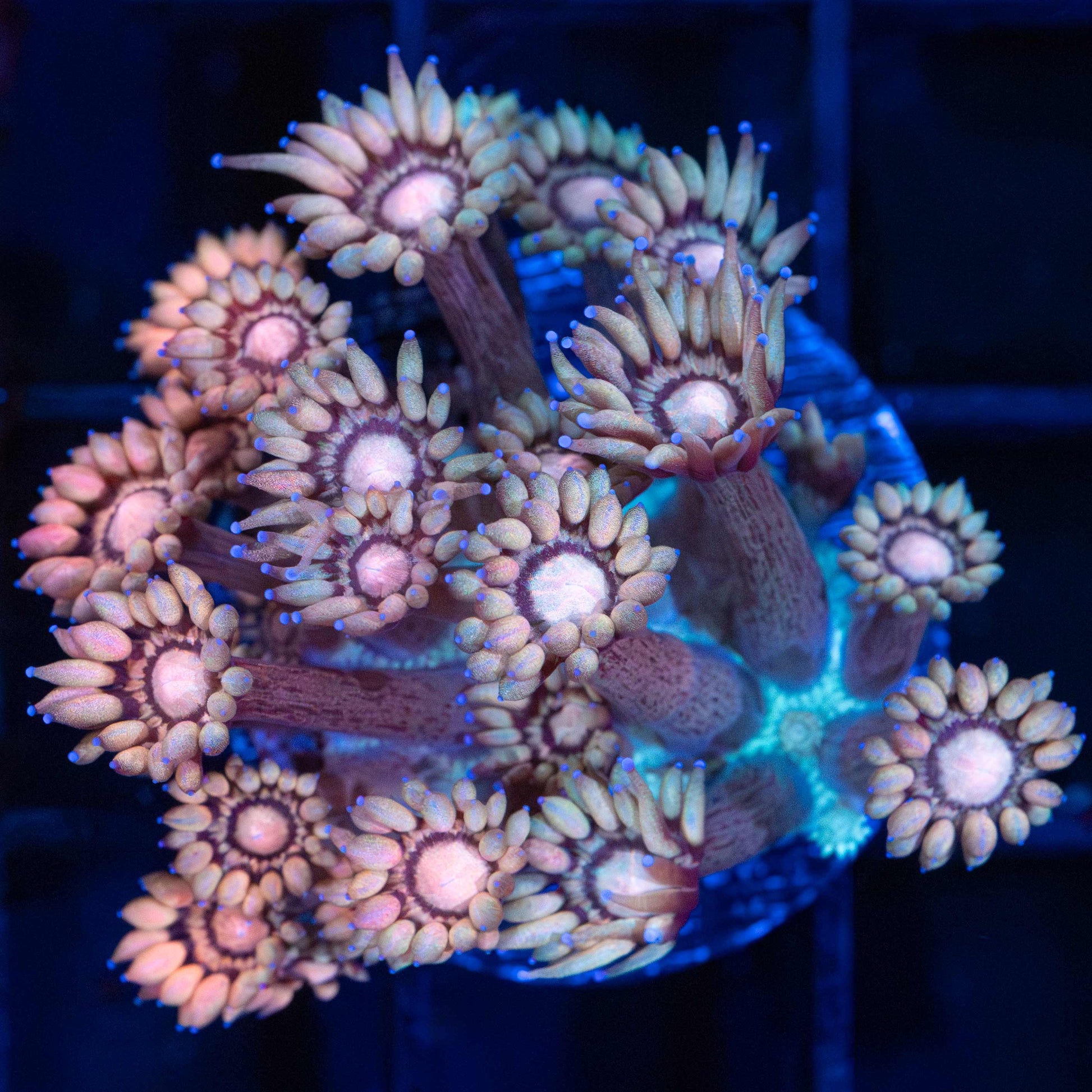 Peach and Teal Goniopora Coral