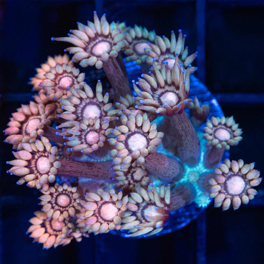 Peach and Teal Goniopora Coral