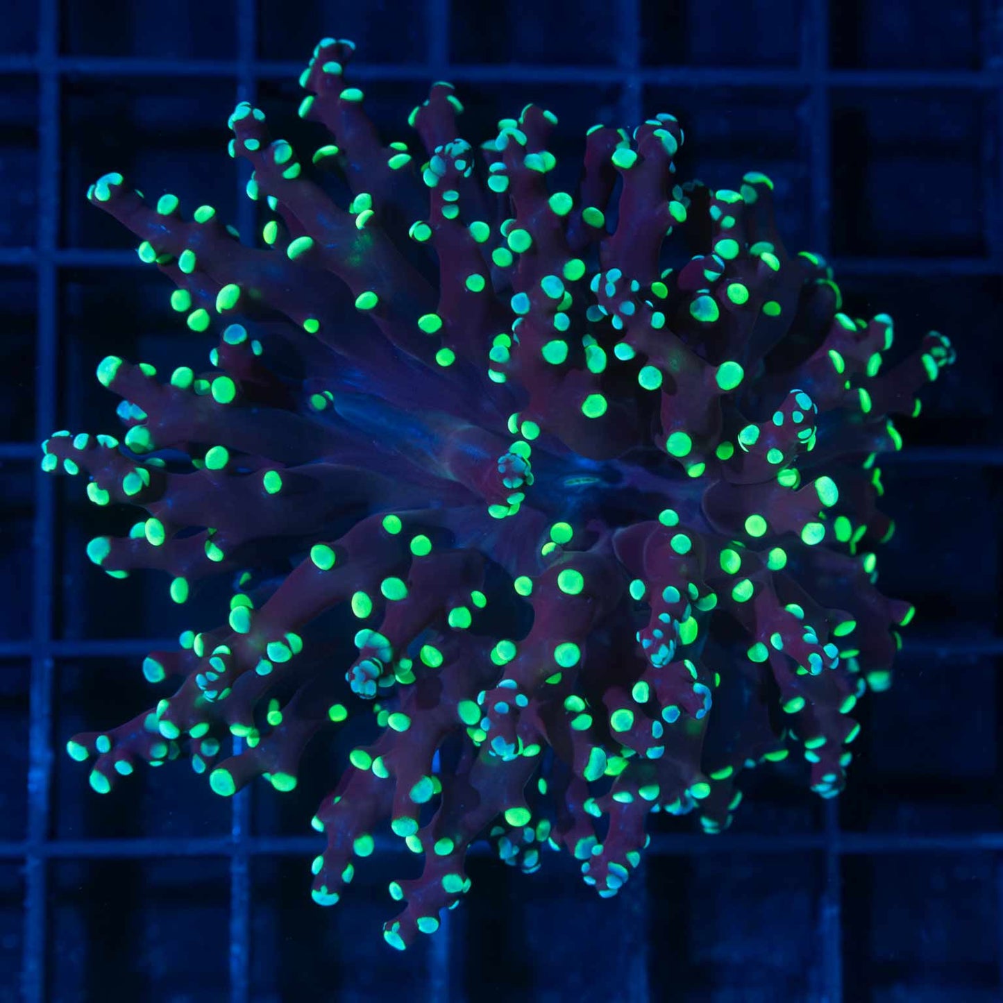 Large Green Blue Tip Branch Frogspawn
