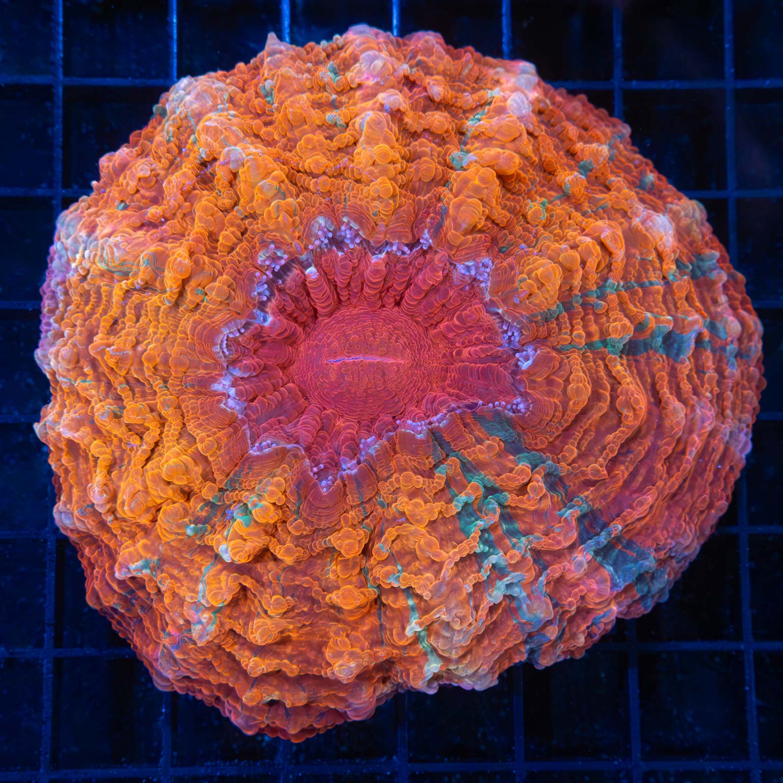 Frosted Blood Orange Acanthophyllia
