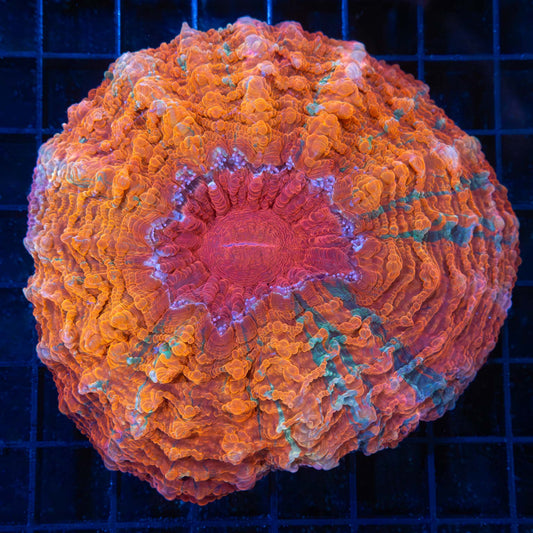 Frosted Blood Orange Acanthophyllia