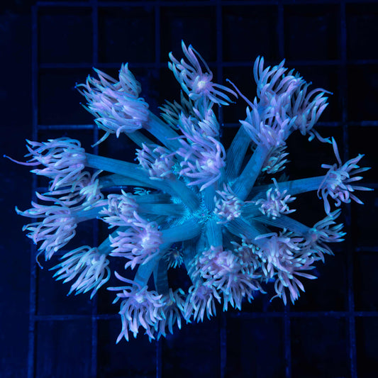 Purple Blue Goni Colony 3.75"